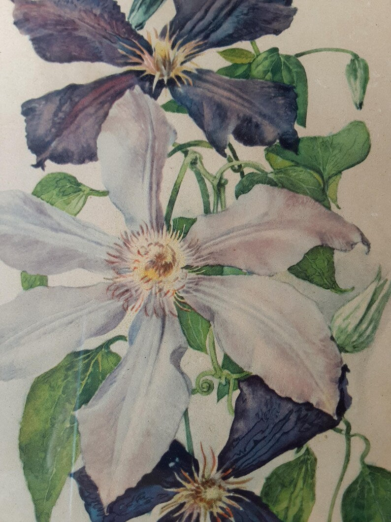 Hand Tinted Purple Clematis Print - Signed Smeel