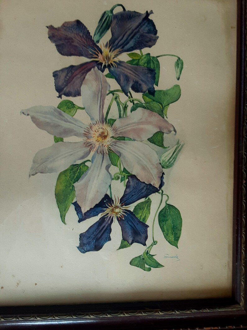 Hand Tinted Purple Clematis Print - Signed Smeel