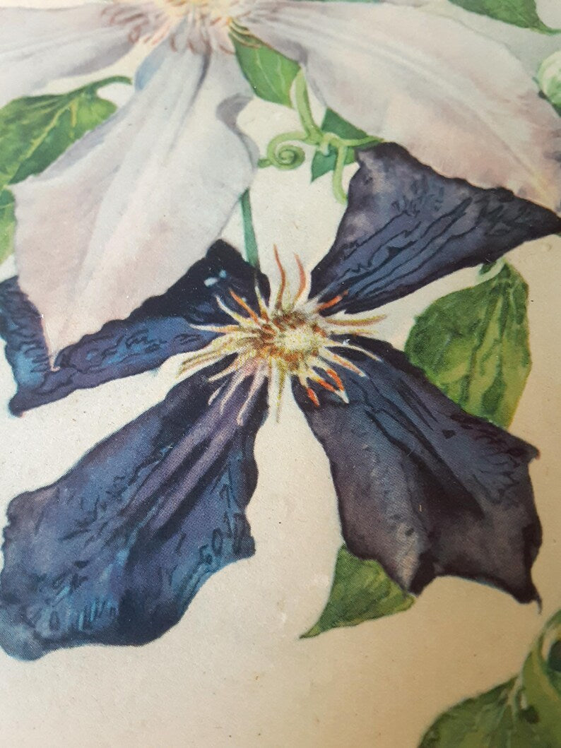 Hand Tinted Purple Clematis Print - Signed Smeel