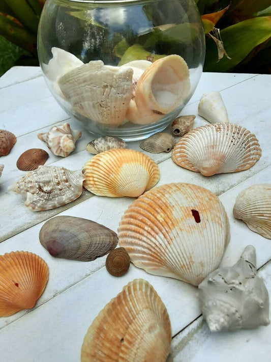 Terrarium Filled With Natural Seashells