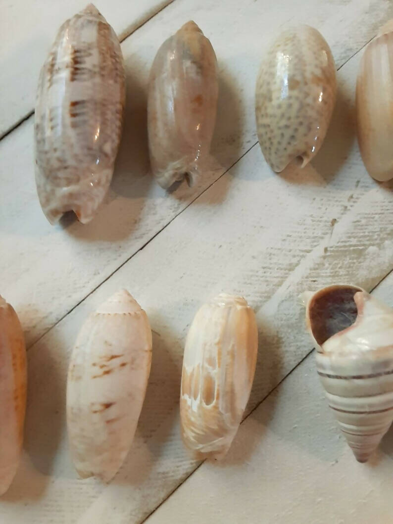 Natural Olive Shells - Seashells For Terrarium